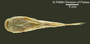 Astroblepus cyclopus santanderensis FMNH 58433 holo v